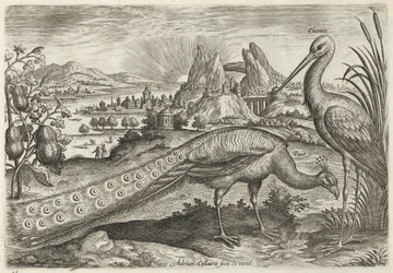 Pavone e cicogna