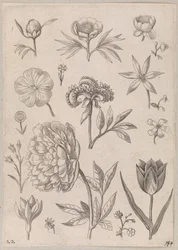 Peonia