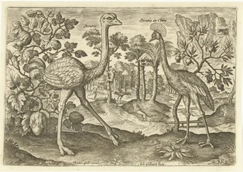Due uccelli corridori in un paesaggio