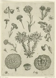 Fiori diversi, tra cui crisantemo e cardo