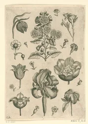 Varie fiori tra cui iris e violetta