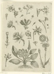 Diversi fiori, tra cui narcisi trombetta (Florilegium)