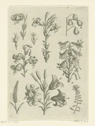 Quattro grandi gigli e alcuni fiori più piccoli
