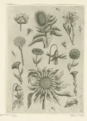 Girasole e altri fiori