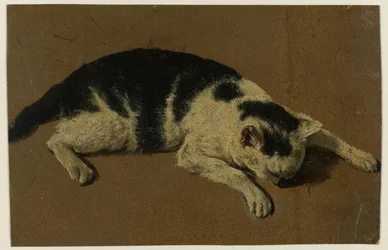 Gatto sdraiato con la testa tra le zampe anteriori