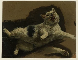Gatto sdraiato sulla schiena con zampa libera