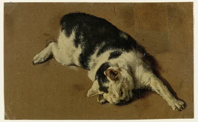 Gatto sdraiato su un fianco, con la zampa anteriore sinistra distesa