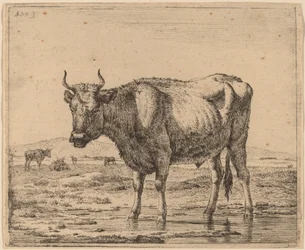 Toro in Piedi nell