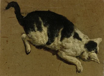 Gatto visto dall