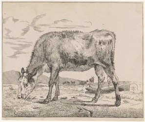 Vitello al pascolo (Bestiame)
