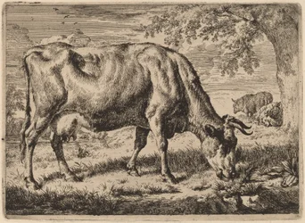 Mucca al pascolo con due pecore