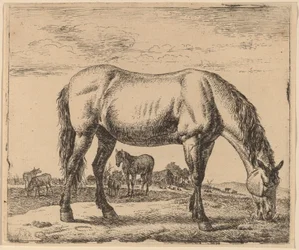 Cavallo al pascolo