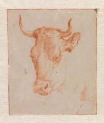 Testa di mucca