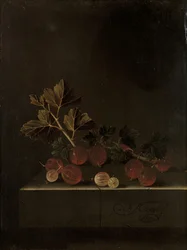 Un rametto di uva spina su un piedistallo di pietra, 1699