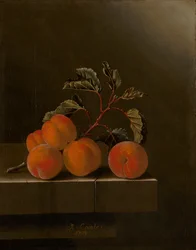 Natura morta con cinque albicocche, 1704