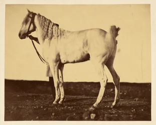 [Cavallo]