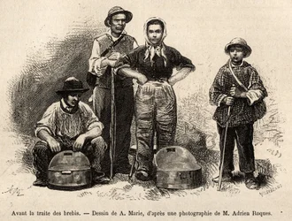 Prima del commercio delle pecore, tutto il personale della fattoria era impiegato in questo compito, ragazzo, servitore, sotto la supervisione del pastore, il latte veniva raccolto nelle seilles (vasi di metallo stagnato), incisione da un disegno di A.Mari