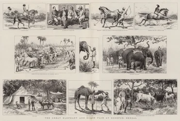 La grande fiera degli elefanti e dei cavalli a Sonepur, Bengala