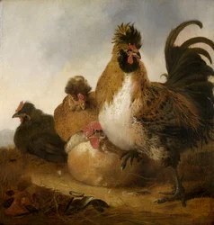 Un gallo e delle galline