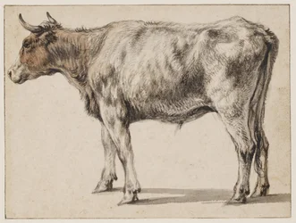 Un giovane toro in piedi