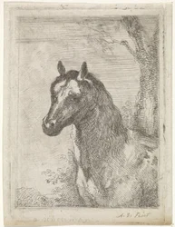 Testa di cavallo