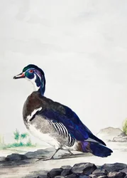 Un