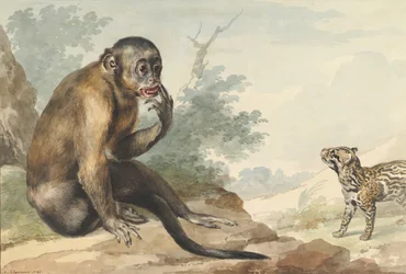 Una scimmia seduta su una roccia che guarda una zibetto, 1764