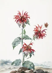 Un bergamotto rosso in un paesaggio