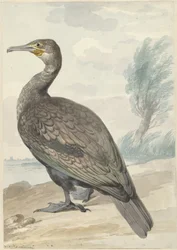 Cormorano