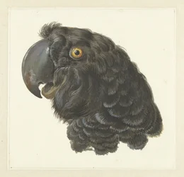 Testa di un Cacatua Testa di un Pappagallo
