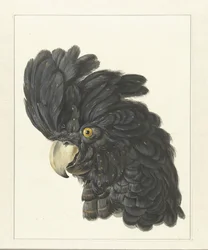 Testa di un cacatua