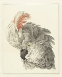Testa di un cacatua