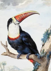 Tucano dal becco rosso