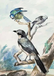 Tre uccelli