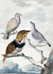 Tre uccelli, due piccioni Inca e un cuculo barbuto dal collare