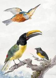 Tre uccelli: un martin pescatore, un tucano di Von Wied e un passero