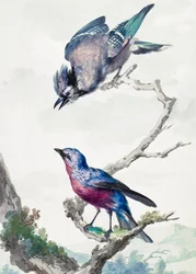 Due uccelli: una ghiandaia blu e una cotinga dal petto viola