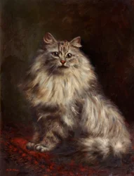 Gatto persiano, c.1908-20