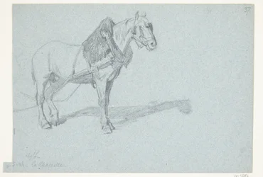 Un cavallo