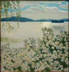 Rose bianche