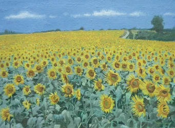 Campo di girasoli