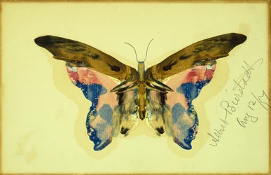 Farfalla (guazzo su carta)