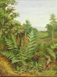 Caprifoglio e felci