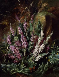 Natura morta di erica e farfalle. Dipinto di Albert Durer Lucas (1828-1918) Collezione privata.