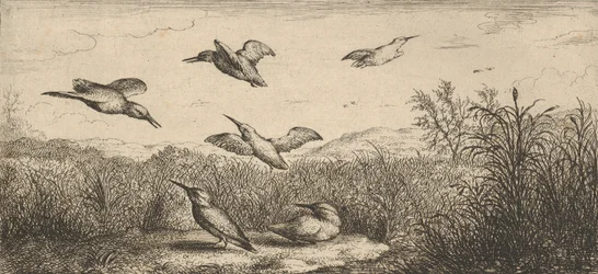 Alcedo, Martin-pescheur Il martin pescatore: Livre d
