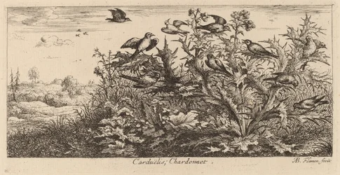 Carduelis, il cardellino