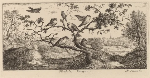 Ficedula, Il ciuffolotto