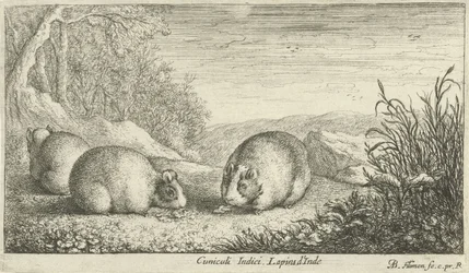 Roditori