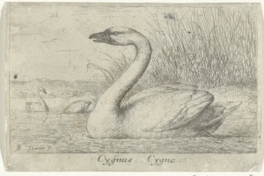 Paesaggio con cigno