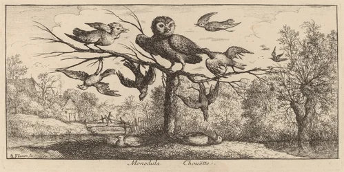 Monedula, il gufo
